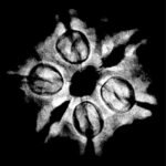 Collector 6 Mukhi Nepal Rudraksha - (23.35 MM)