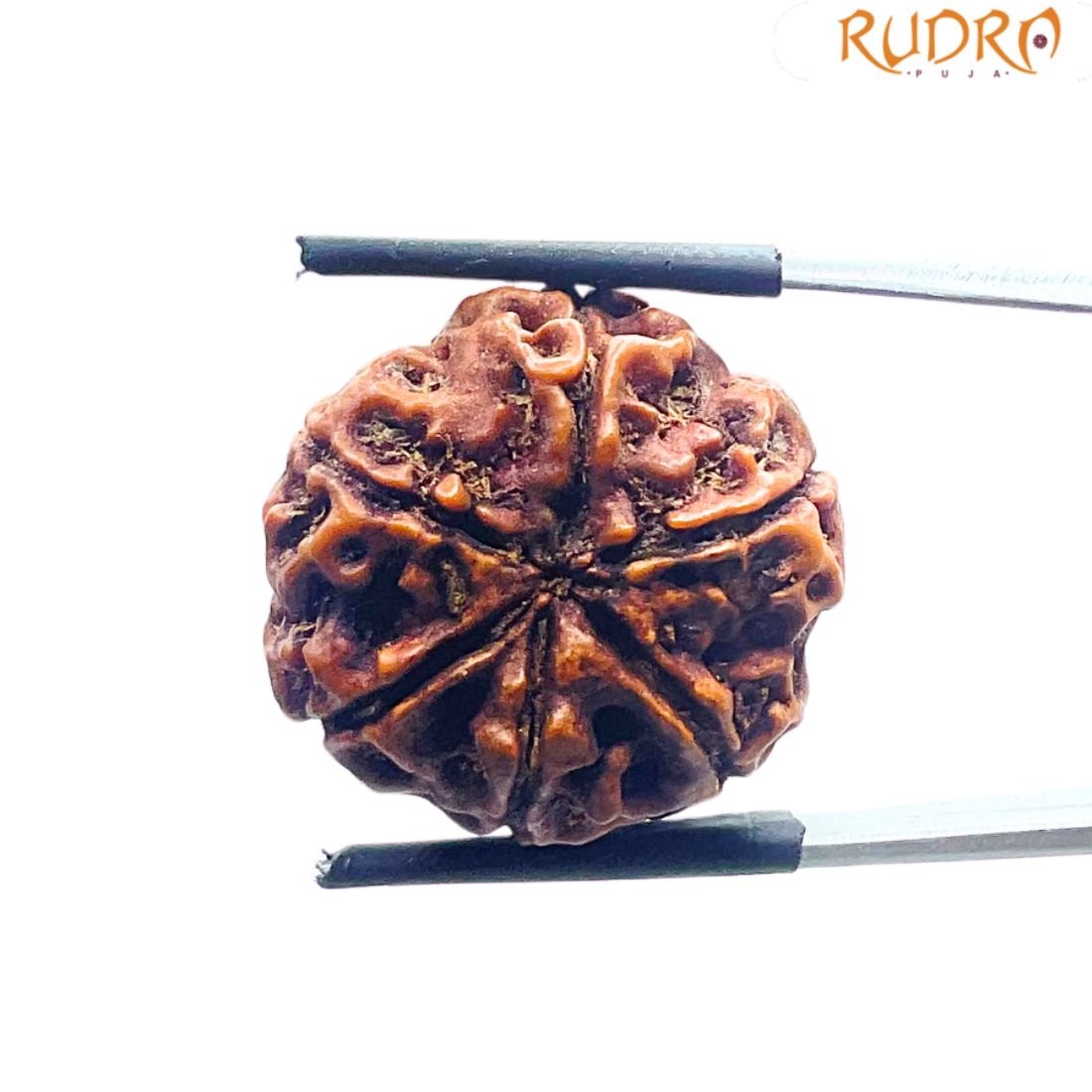 Collector 6 Mukhi Nepal Rudraksha - ( 24.15 MM)