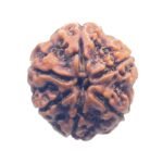 Collector 6 Mukhi Nepal Rudraksha - ( 24.15 MM)