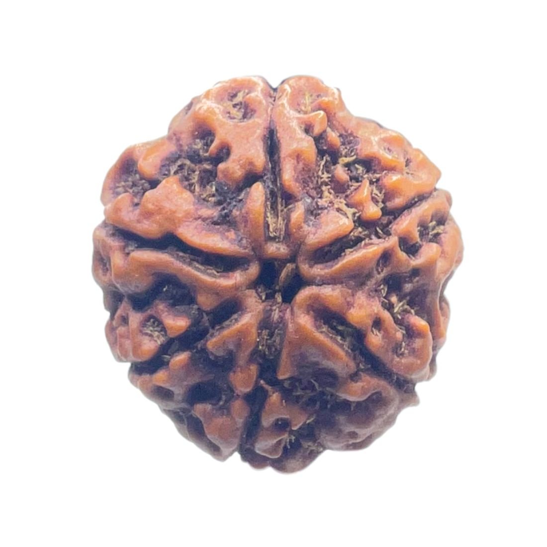 Collector 6 Mukhi Nepal Rudraksha - ( 24.15 MM)