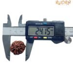 Collector 6 Mukhi Nepal Rudraksha - ( 24.15 MM)