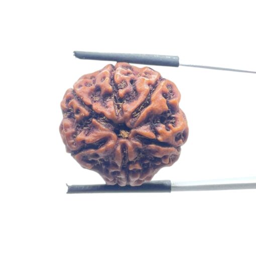 Collector 6 Mukhi Nepal Rudraksha - ( 24.15 MM)