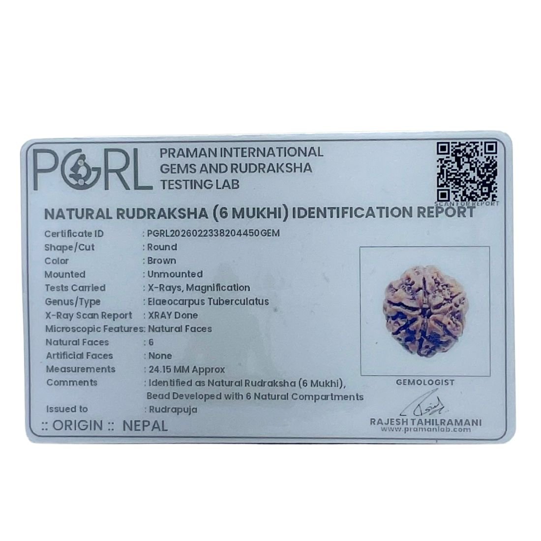 Collector 6 Mukhi Nepal Rudraksha - ( 24.15 MM)