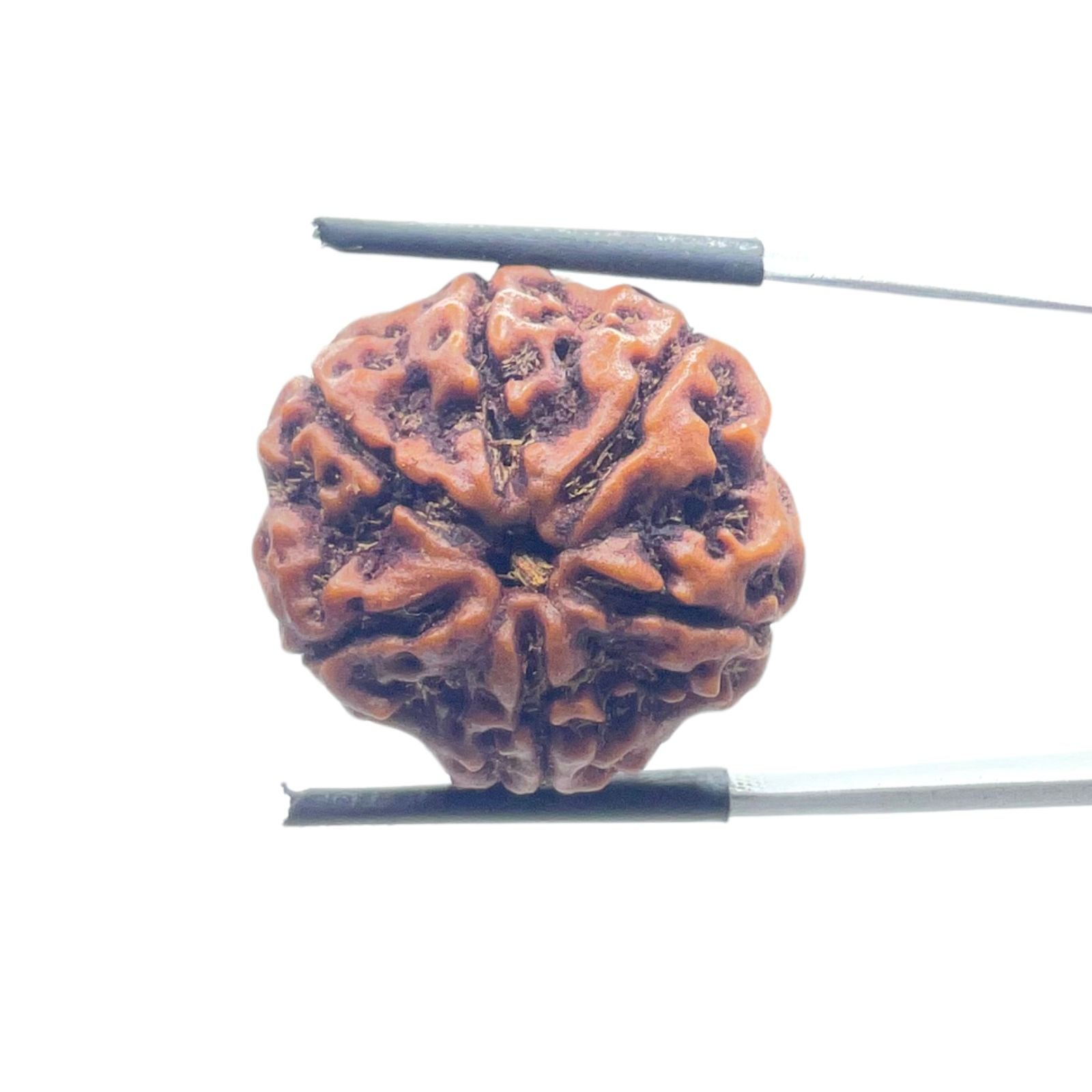 Collector 6 Mukhi Nepal Rudraksha - ( 24.15 MM)