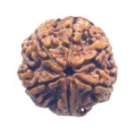 Collector 6 Mukhi Nepal Rudraksha - (24.50 MM)