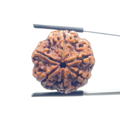 Collector 6 Mukhi Nepal Rudraksha - (24.50 MM)