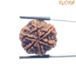 Collector 6 Mukhi Nepal Rudraksha - (24.62 MM)