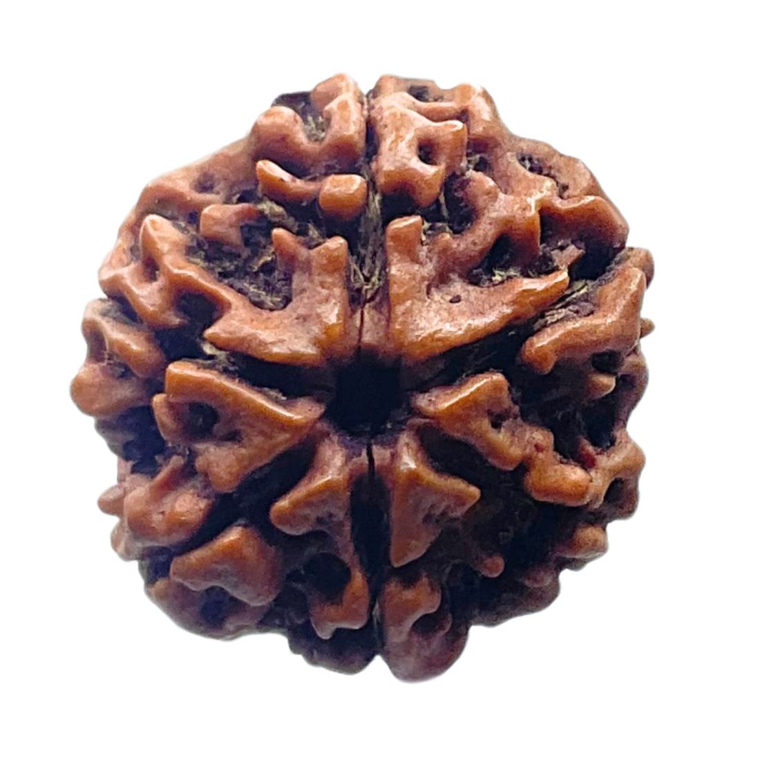 Collector 6 Mukhi Nepal Rudraksha - (24.62 MM)