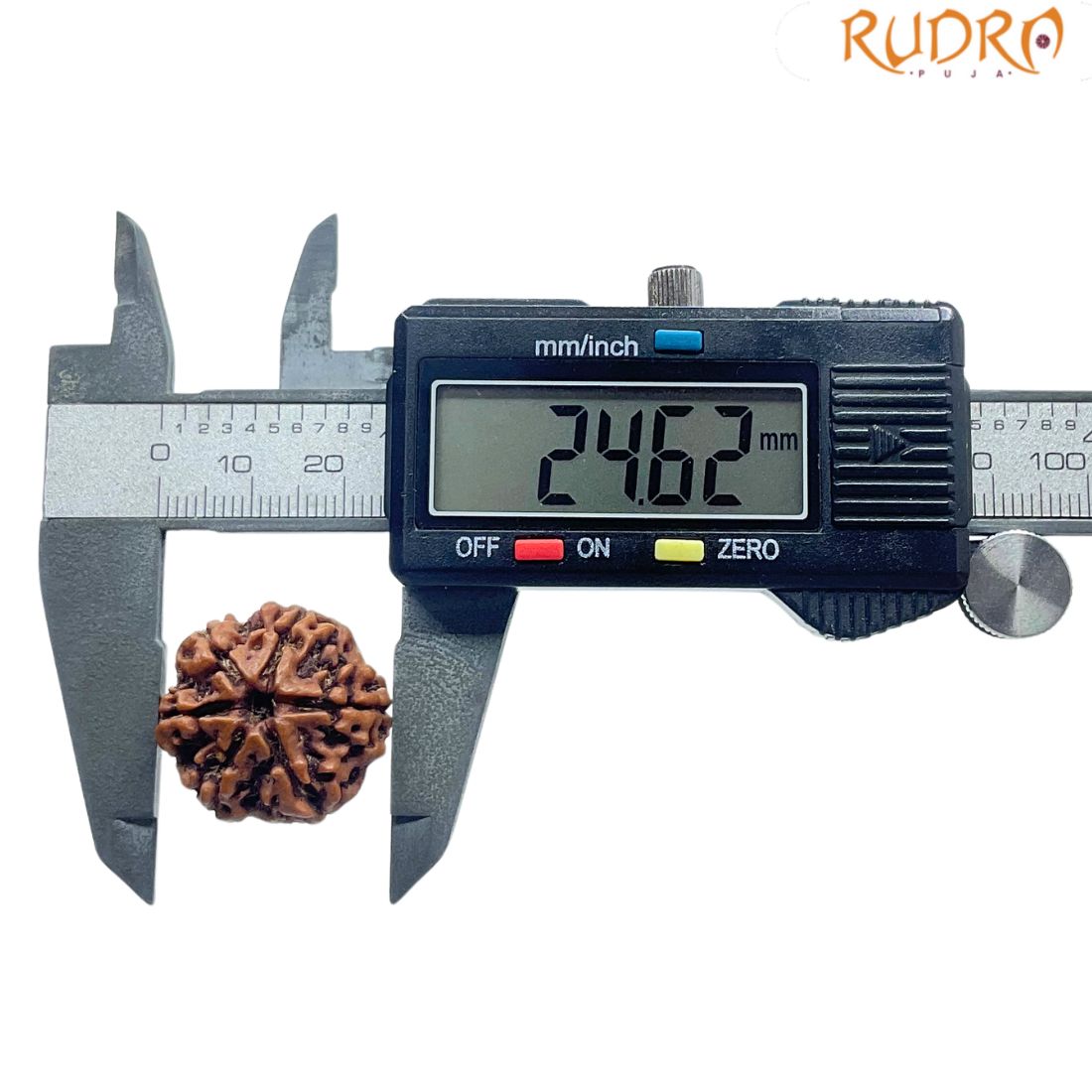 Collector 6 Mukhi Nepal Rudraksha - (24.62 MM)