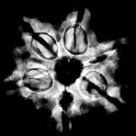 Collector 6 Mukhi Nepal Rudraksha - (24.62 MM)