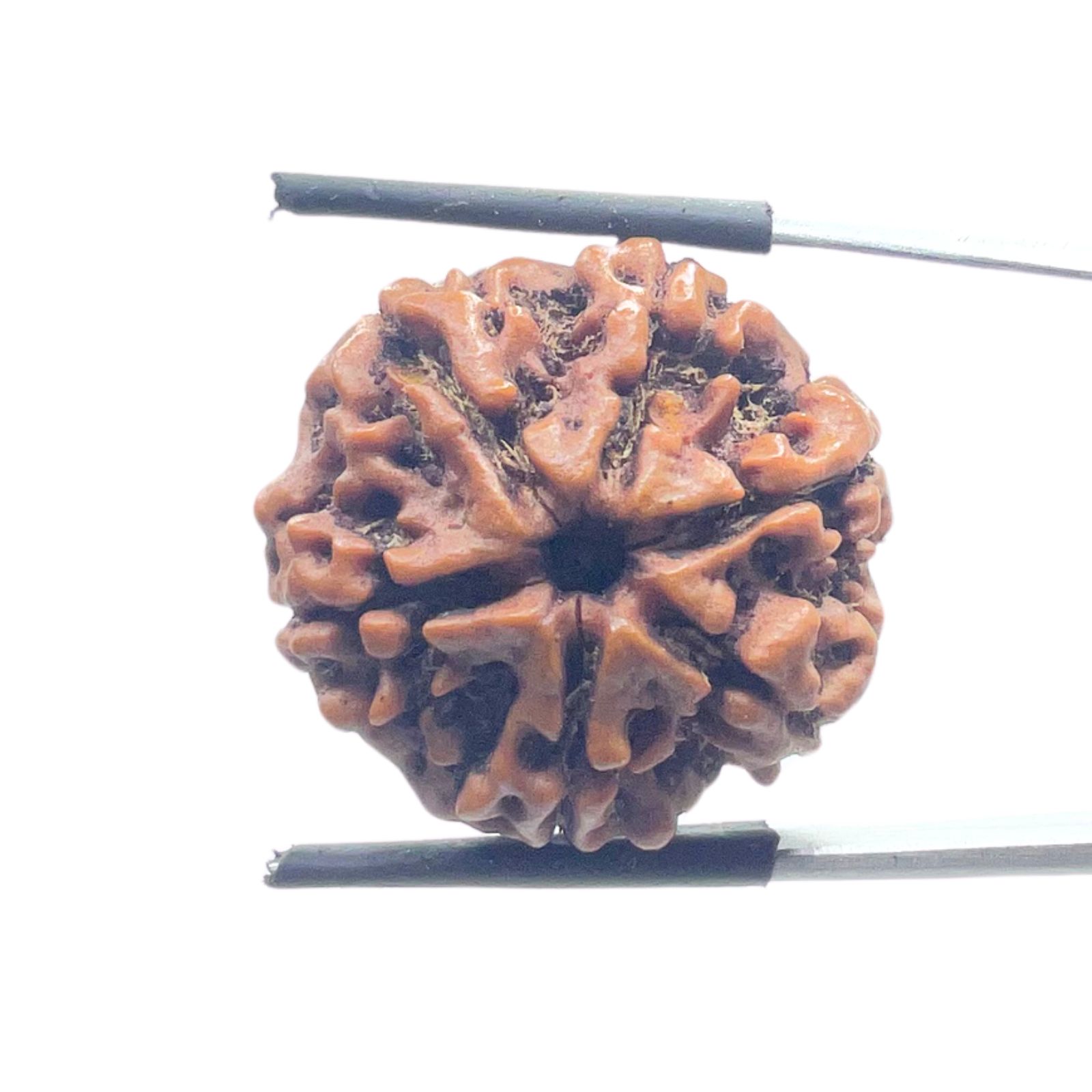 Collector 6 Mukhi Nepal Rudraksha - (24.62 MM)