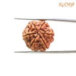 Collector-6-Mukhi-Rudraksha-Nepal-22.26Mm-Bp-C.jpg