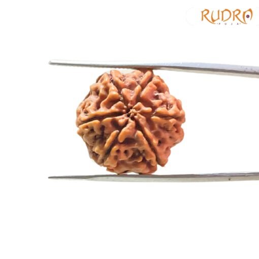 Collector-6-Mukhi-Rudraksha-Nepal-22.26MM-BP-C.jpg