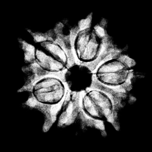 Collector-6-Mukhi-Rudraksha-Nepal-22.26MM-X-Ray.jpg