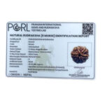 Collector 6 Mukhi Rudraksha Nepal (22.50 MM) - Image 6