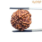 Collector 6 Mukhi Rudraksha Nepal (22.50 MM)