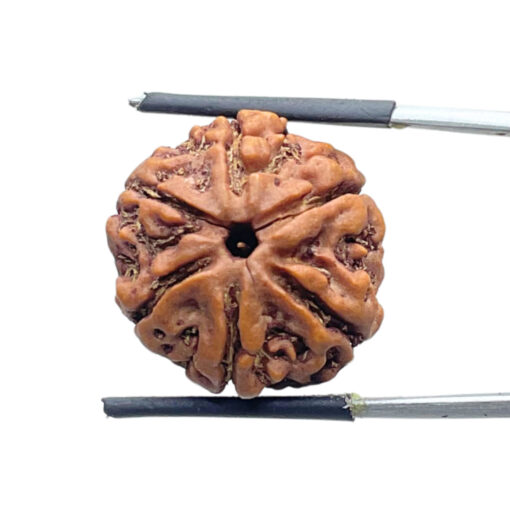 Collector 6 Mukhi Rudraksha Nepal (22.50 MM)