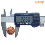 Collector 6 Mukhi Rudraksha Nepal (22.50 MM)