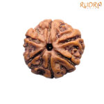 Collector 6 Mukhi Rudraksha Nepal (22.50 MM)