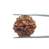 Collector 6 Mukhi Rudraksha Nepal (23.08 Mm)