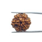 Collector 6 Mukhi Rudraksha Nepal (23.08 MM)