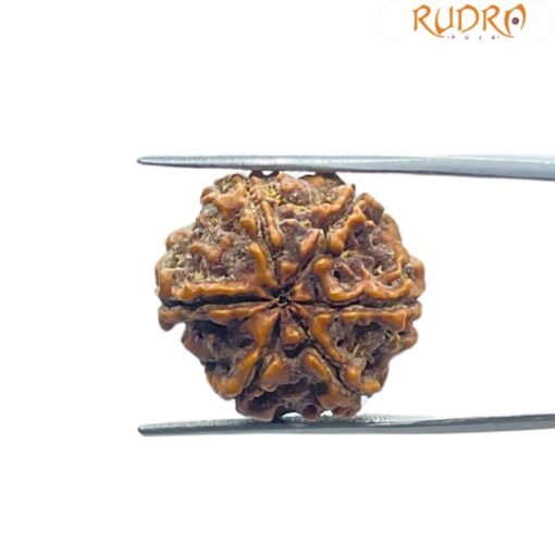 Collector 6 Mukhi Rudraksha Nepal (23.08 MM)