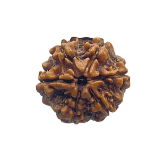 Collector 6 Mukhi Rudraksha Nepal (23.08 MM)