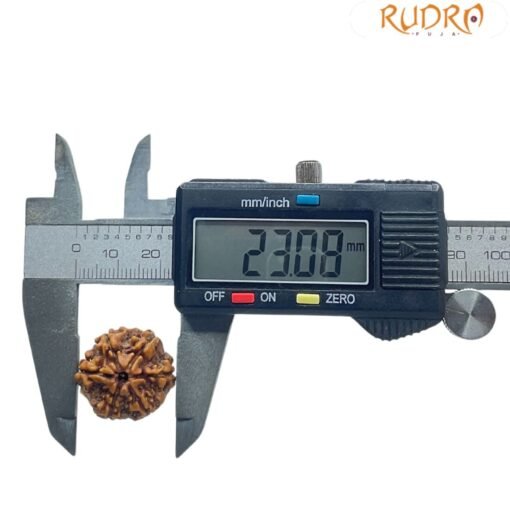 Collector 6 Mukhi Rudraksha Nepal (23.08 MM)