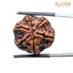 Collector 6 Mukhi Rudraksha Nepal (23.08MM)