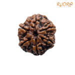 Collector 6 Mukhi Rudraksha Nepal (23.08MM)