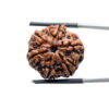 Collector 6 Mukhi Rudraksha Nepal (23.08MM)