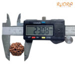 Collector 6 Mukhi Rudraksha Nepal (23.08MM)