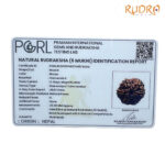 Collector 6 Mukhi Rudraksha Nepal (23.08MM)