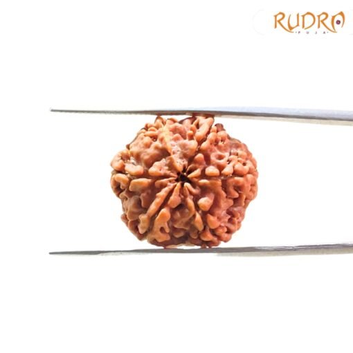 Collector-6-Mukhi-Rudraksha-Nepal-23.32Mm-Fp-C.jpg