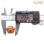 Collector-6-Mukhi-Rudraksha-Nepal-23.32Mm-Op-C.jpg
