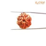 Collector-6-Mukhi-Rudraksha-Nepal-23.32Mm-Sp-C.jpg
