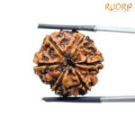 Collector 6 Mukhi Rudraksha Nepal ( 23.85 MM)