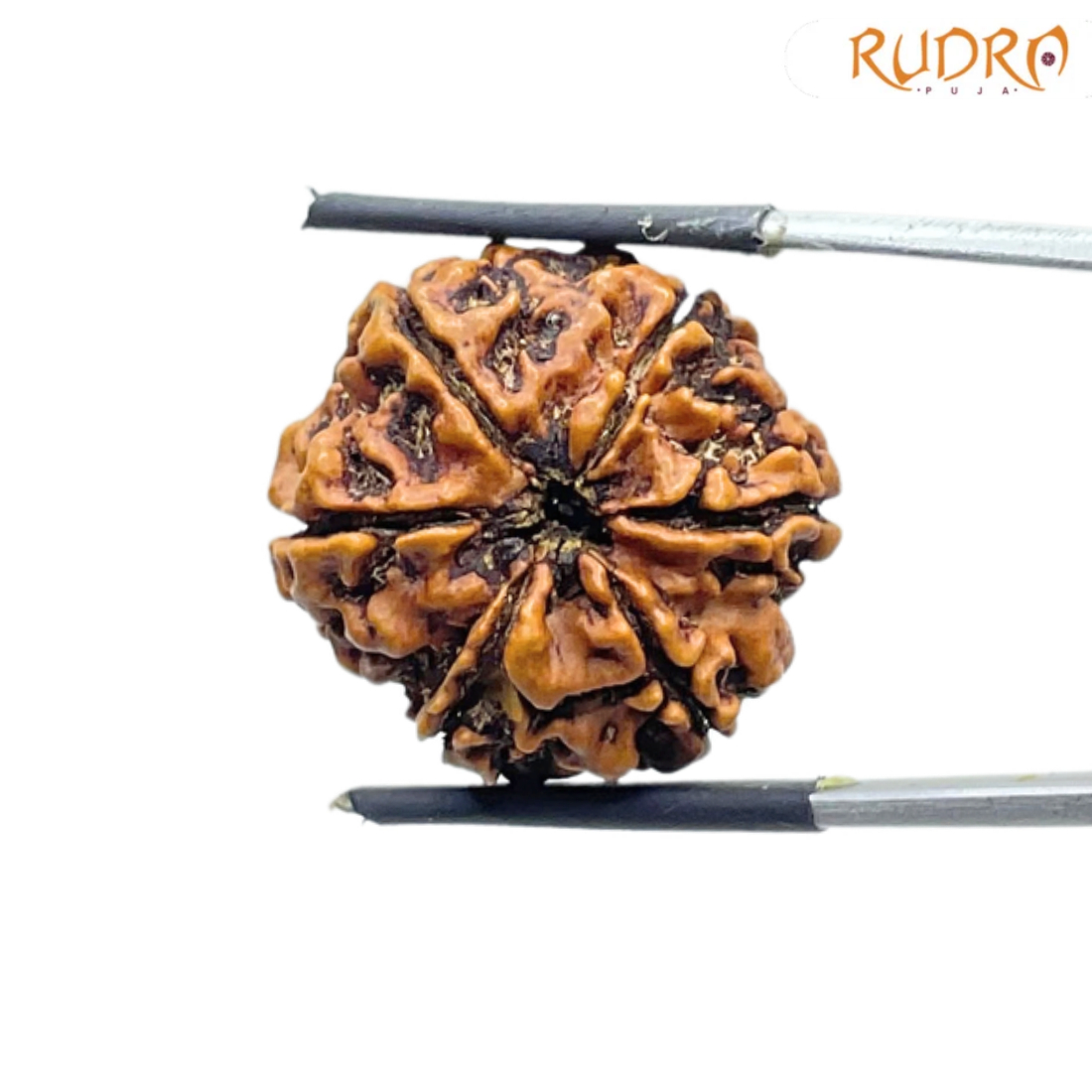 Collector 6 Mukhi Rudraksha Nepal ( 23.85 MM)