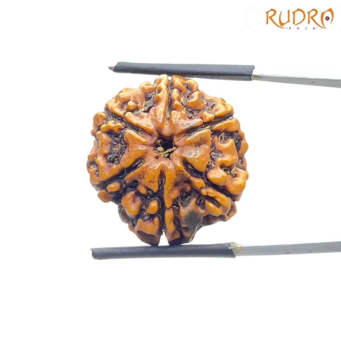 Collector 6 Mukhi Rudraksha Nepal ( 23.85 MM)