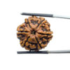 Collector 6 Mukhi Rudraksha Nepal ( 23.85 MM)