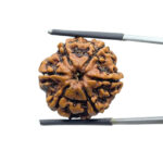 Collector 6 Mukhi Rudraksha Nepal ( 23.85 MM)