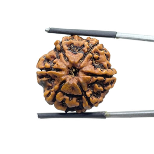 Collector 6 Mukhi Rudraksha Nepal ( 23.85 MM)