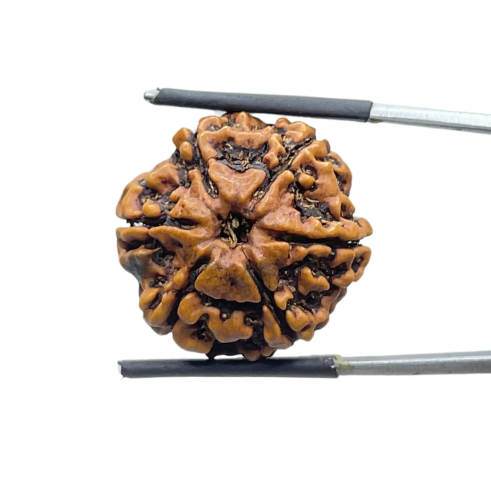 Collector 6 Mukhi Rudraksha Nepal ( 23.85 MM)