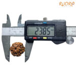 Collector 6 Mukhi Rudraksha Nepal ( 23.85 MM)