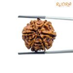 Collector-6-Mukhi-Rudraksha-Nepal-24.29Mm-