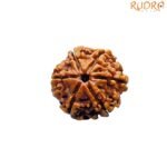 Collector-6-Mukhi-Rudraksha-Nepal-24.29MM
