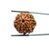 Collector 6 Mukhi Rudraksha Nepal ( 24.29Mm) 32 Collector-6-Mukhi-Rudraksha-Nepal-24.29Mm-
