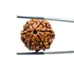 Collector-6-Mukhi-Rudraksha-Nepal-24.29MM-