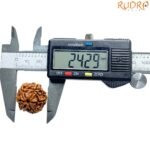 Collector-6-Mukhi-Rudraksha-Nepal-24.29Mm