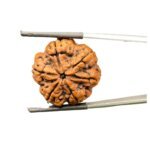 Collector 6 Mukhi Rudraksha Nepal (25.54 MM)